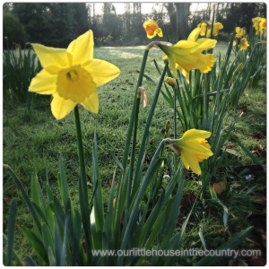 Daffodils - a favourite flower of mine!